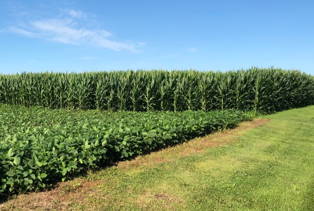 Corn bean field - neighbors field