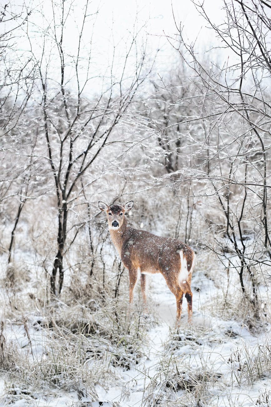 brown deer surrounded with snow covered trees
