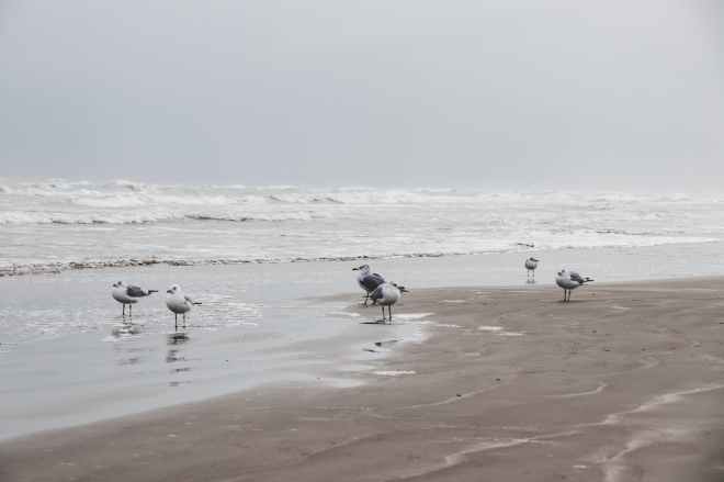 photography of seagulls on seashore